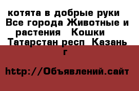 котята в добрые руки - Все города Животные и растения » Кошки   . Татарстан респ.,Казань г.